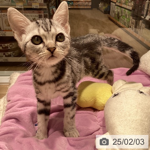 ペットプラス 小倉南店 | アメリカンショートヘアの詳細情報 | 子犬・子猫専門ペットショップのペットプラス | 全国150店舗以上