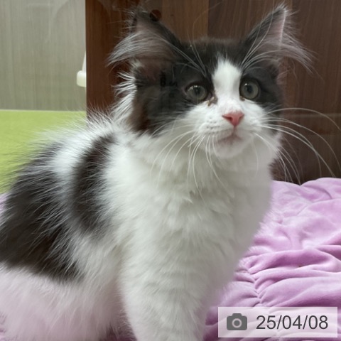 ラガマフィンの写真