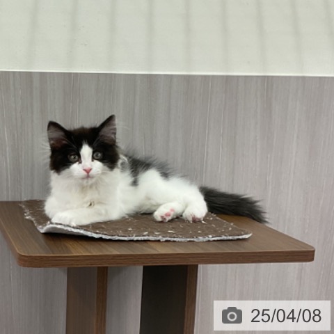 ラガマフィンの写真