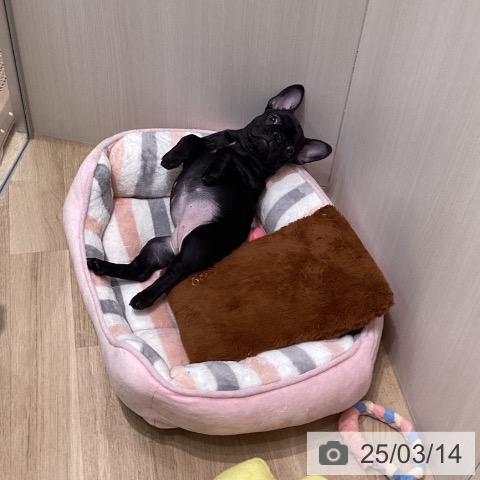 フレンチ・ブルドッグの写真