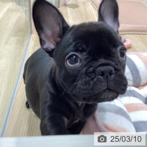 フレンチ・ブルドッグの写真