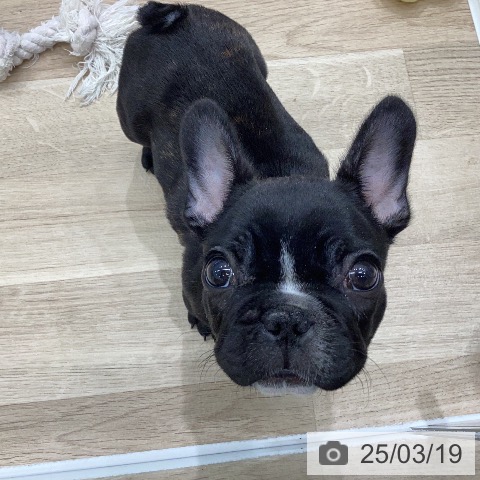 フレンチ・ブルドッグの写真