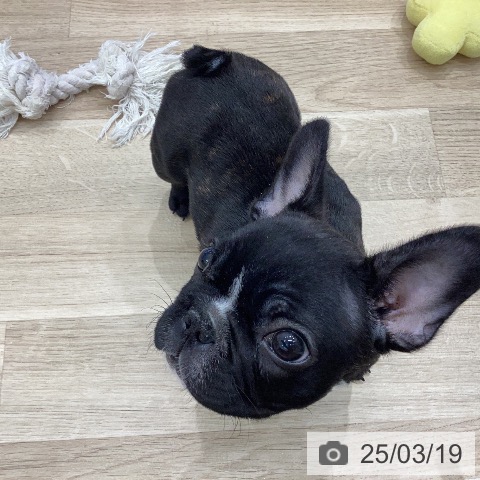フレンチ・ブルドッグの写真