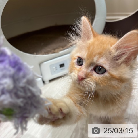 ラガマフィンの写真