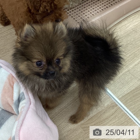 ポメラニアンの写真
