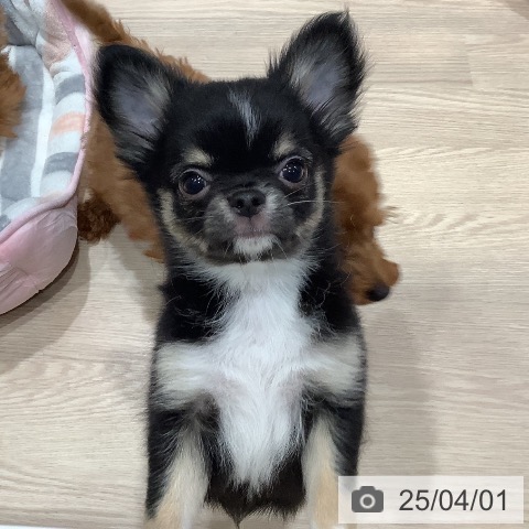 チワワの写真