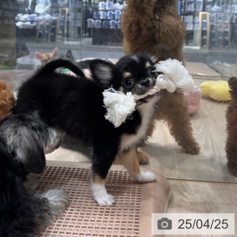 チワワの写真