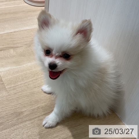 ポメラニアンの写真