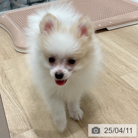 ポメラニアンの写真