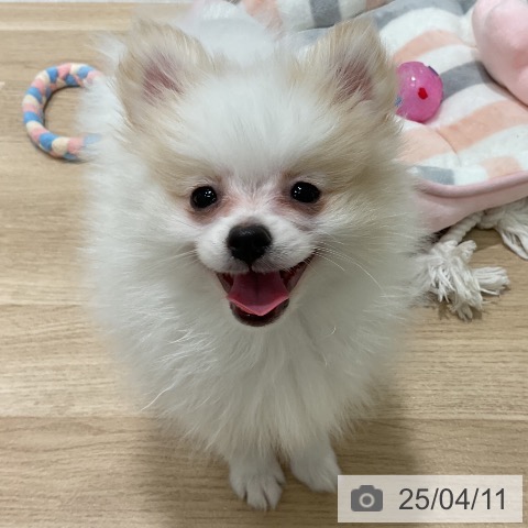 ポメラニアンの写真