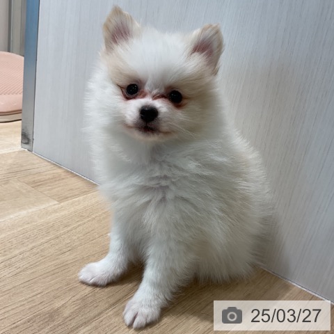 ポメラニアンの写真