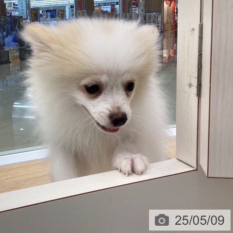 ポメラニアンの写真