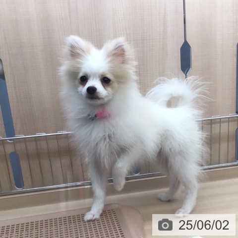 ポメラニアンの写真