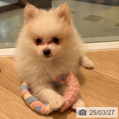 ポメラニアンの写真