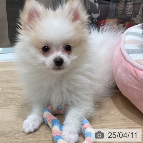 ポメラニアンの写真