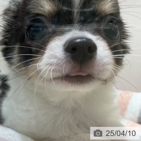 チワワの写真