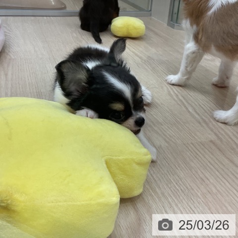 チワワの写真