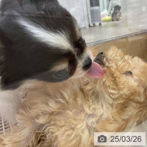 チワワの写真