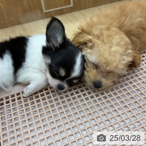チワワの写真