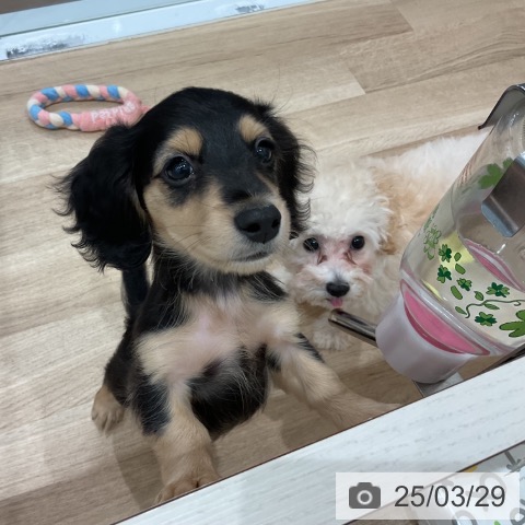 ミニチュア・ダックスフンドの写真