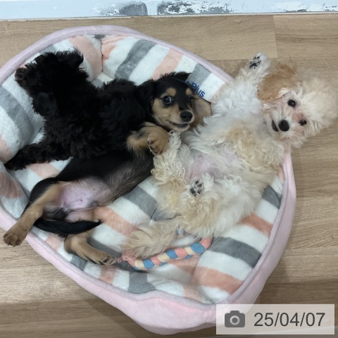 ミニチュア・ダックスフンドの写真