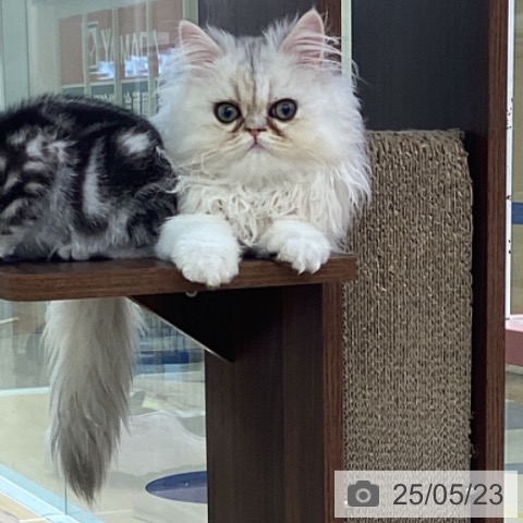 ペルシャの写真