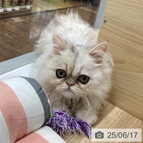 ペルシャの写真