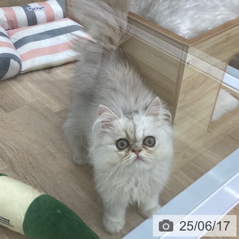 ペルシャの写真