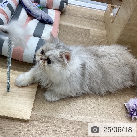 ペルシャの写真
