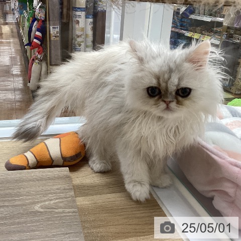 ペルシャの写真