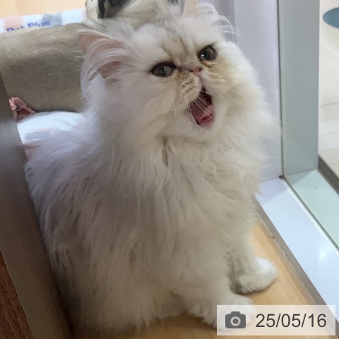 ペルシャの写真