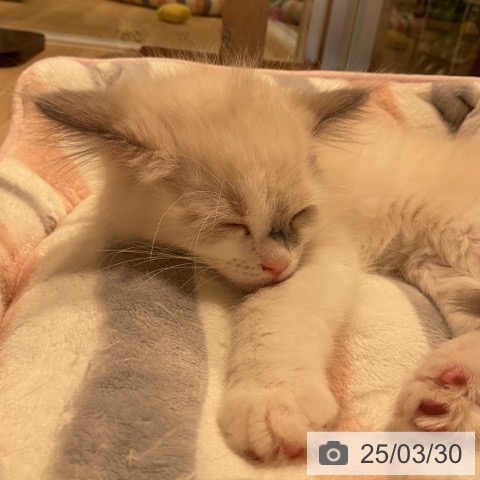 ラグドールの写真