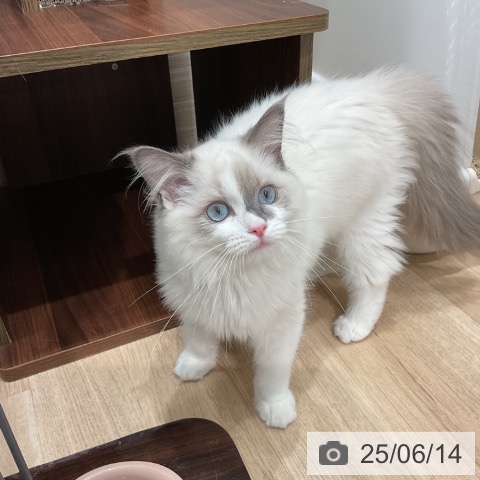 ラグドールの写真