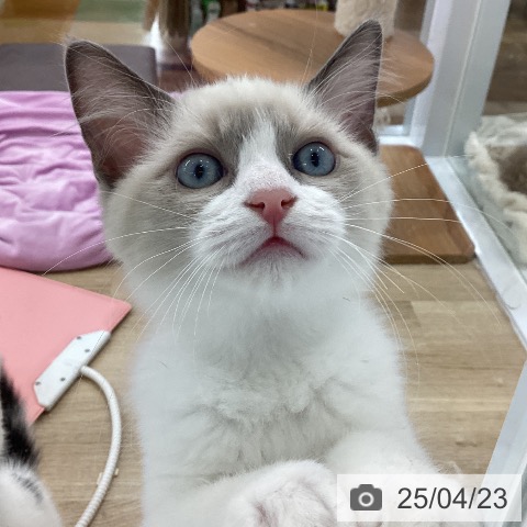 ラグドールの写真