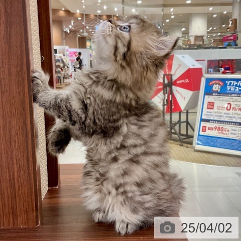 ペルシャの写真