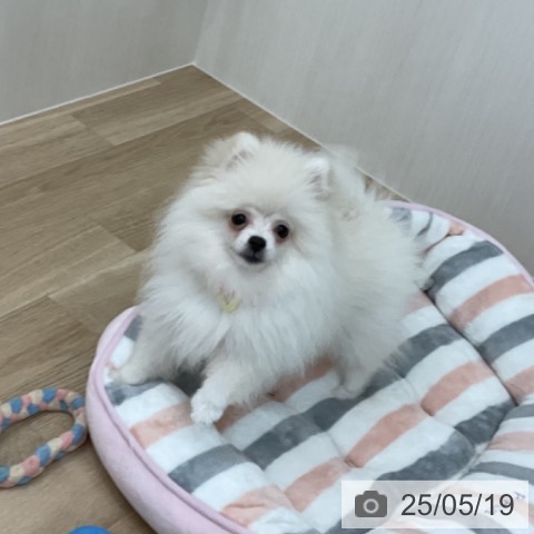 ポメラニアンの写真