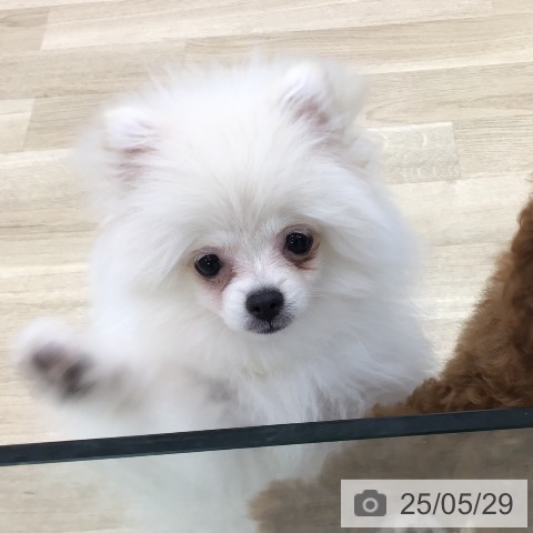 ポメラニアンの写真