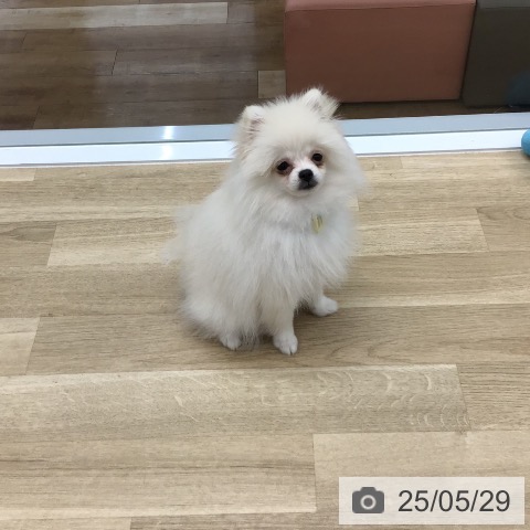 ポメラニアンの写真