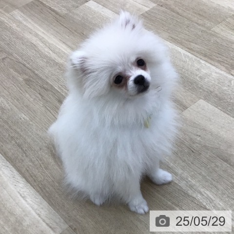 ポメラニアンの写真