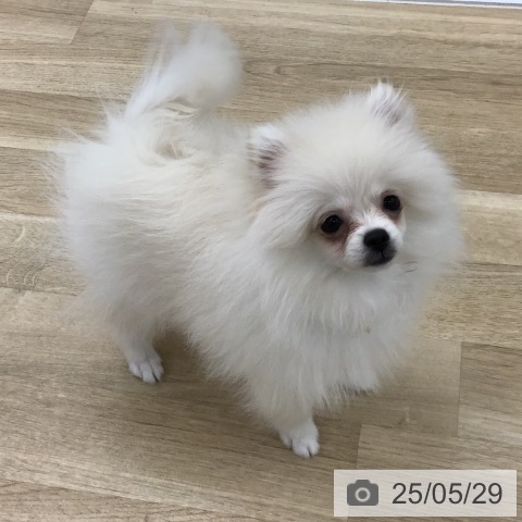 ポメラニアンの写真
