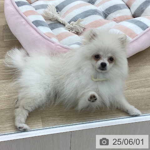 ポメラニアンの写真