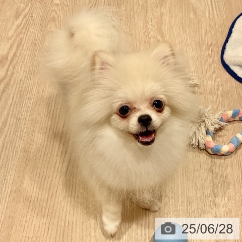 ポメラニアンの写真