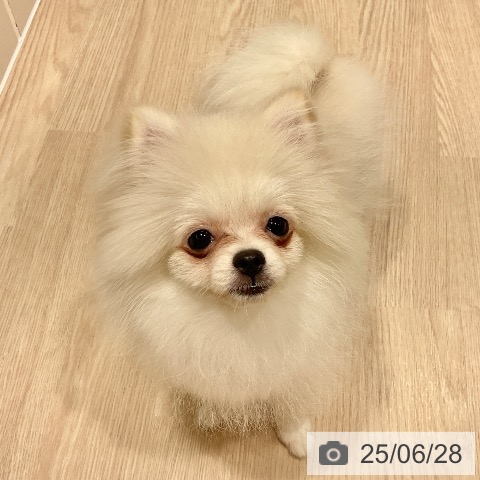 ポメラニアンの写真