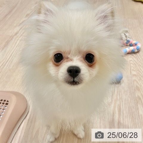 ポメラニアンの写真