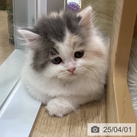 スコティッシュフォールドの写真