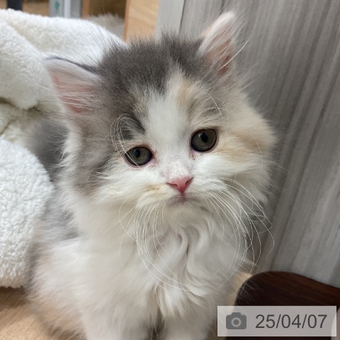 スコティッシュフォールドの写真