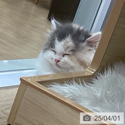 スコティッシュフォールドの写真