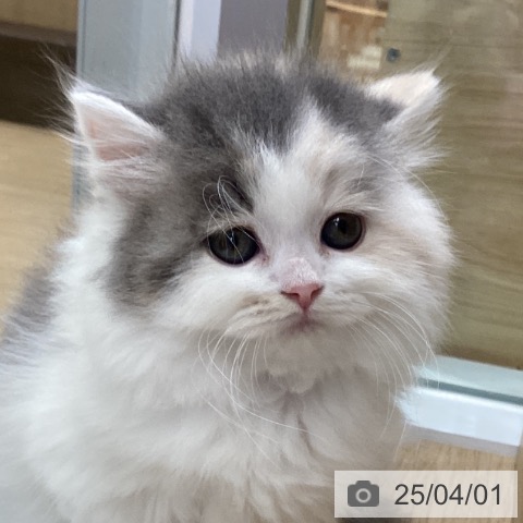 スコティッシュフォールドの写真