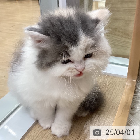 スコティッシュフォールドの写真