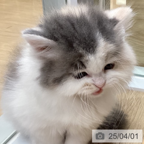 スコティッシュフォールドの写真